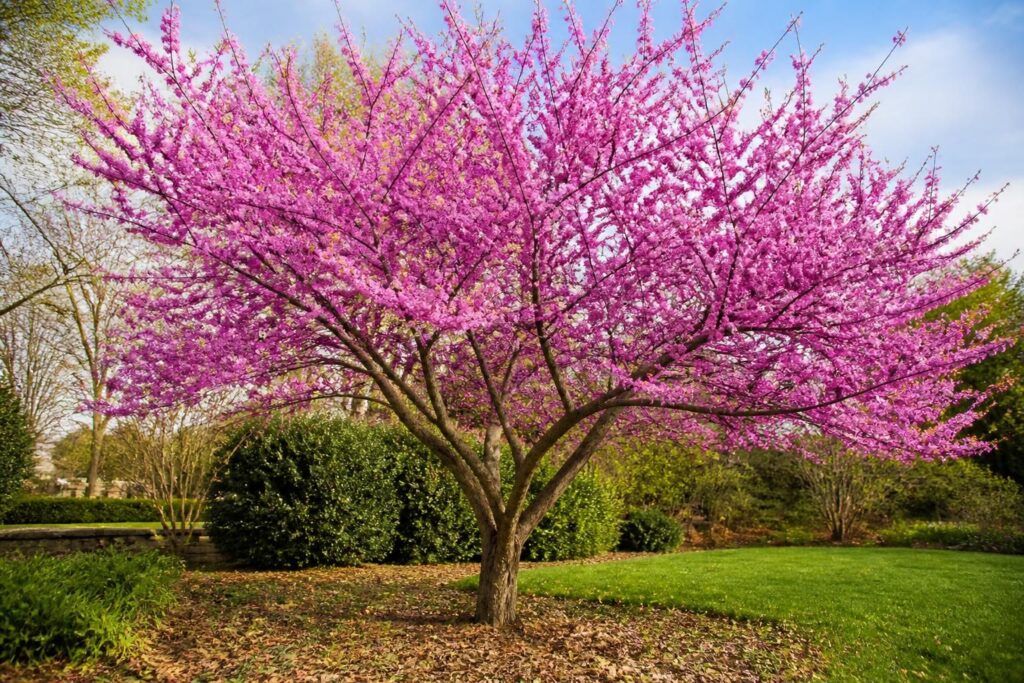 découvrez comment planter et entretenir un arbre de judée, un magnifique arbre orné de fleurs roses éclatantes qui embellira votre jardin.