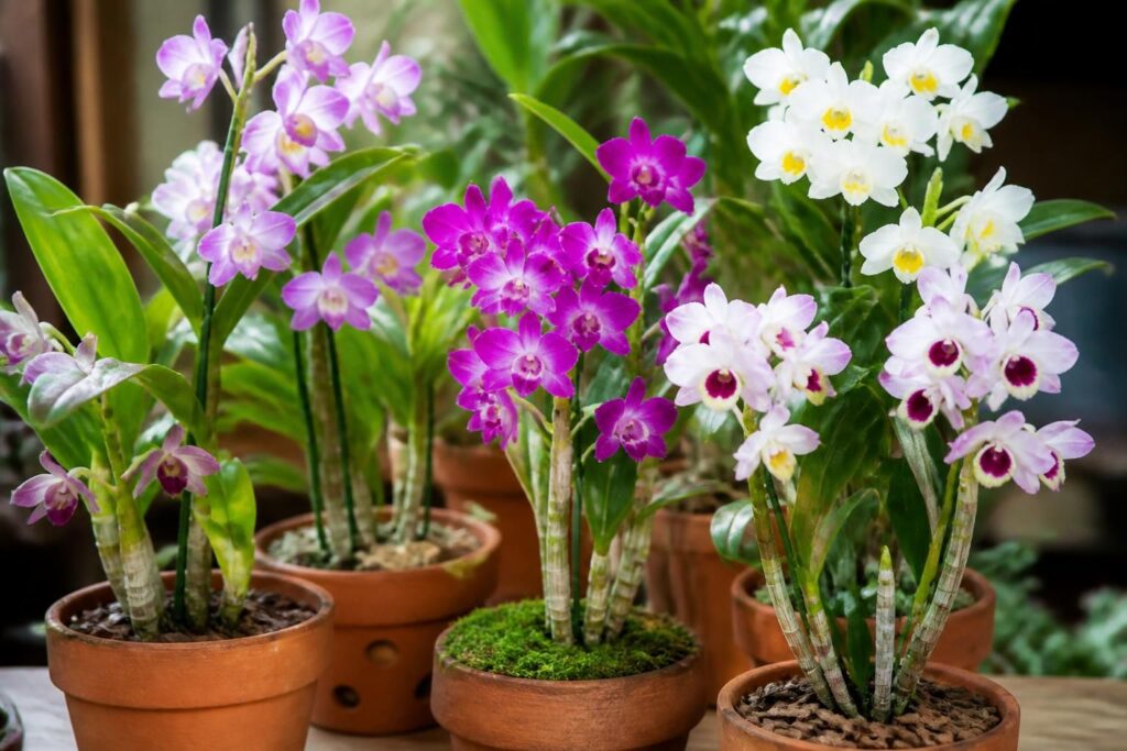 découvrez comment entretenir et faire refleurir votre orchidée dendrobium en fonction de ses différents types pour une floraison optimale et durable.