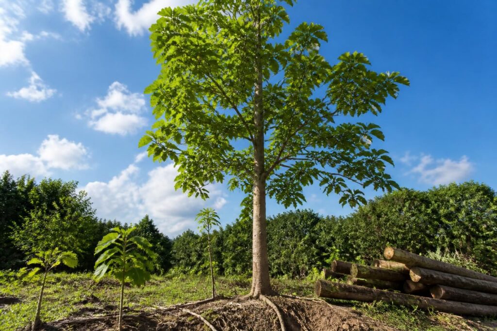 découvrez le paulownia, l'arbre à croissance rapide, ses principaux atouts écologiques et ornementaux, ainsi que les précautions à prendre pour sa culture réussie.