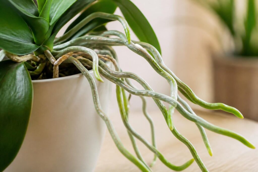 découvrez pourquoi il est important de bien comprendre le rôle des racines aériennes des orchidées avant de les couper et comment en prendre soin pour assurer la santé de votre plante.