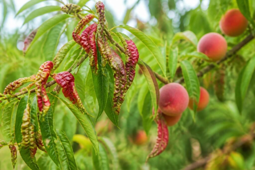découvrez comment identifier la cloque du pêcher, une maladie courante des arbres fruitiers, et apprenez les méthodes efficaces pour la traiter afin de protéger vos fruits.
