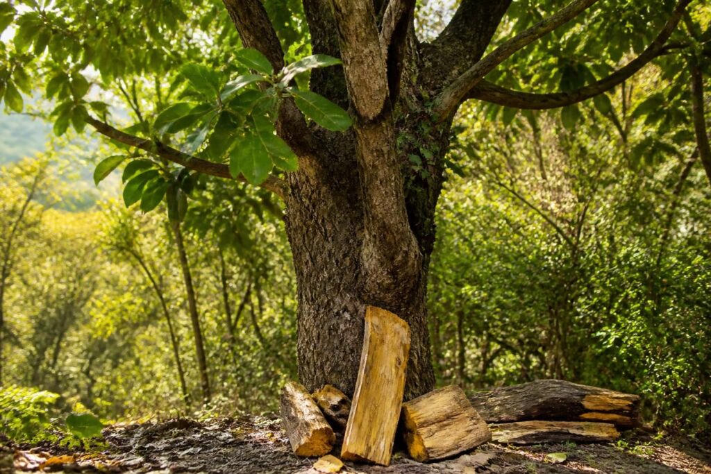 découvrez l'origine et les caractéristiques du palo santo, cet arbre sacré dont le bois précieux est utilisé pour ses vertus spirituelles et médicinales.