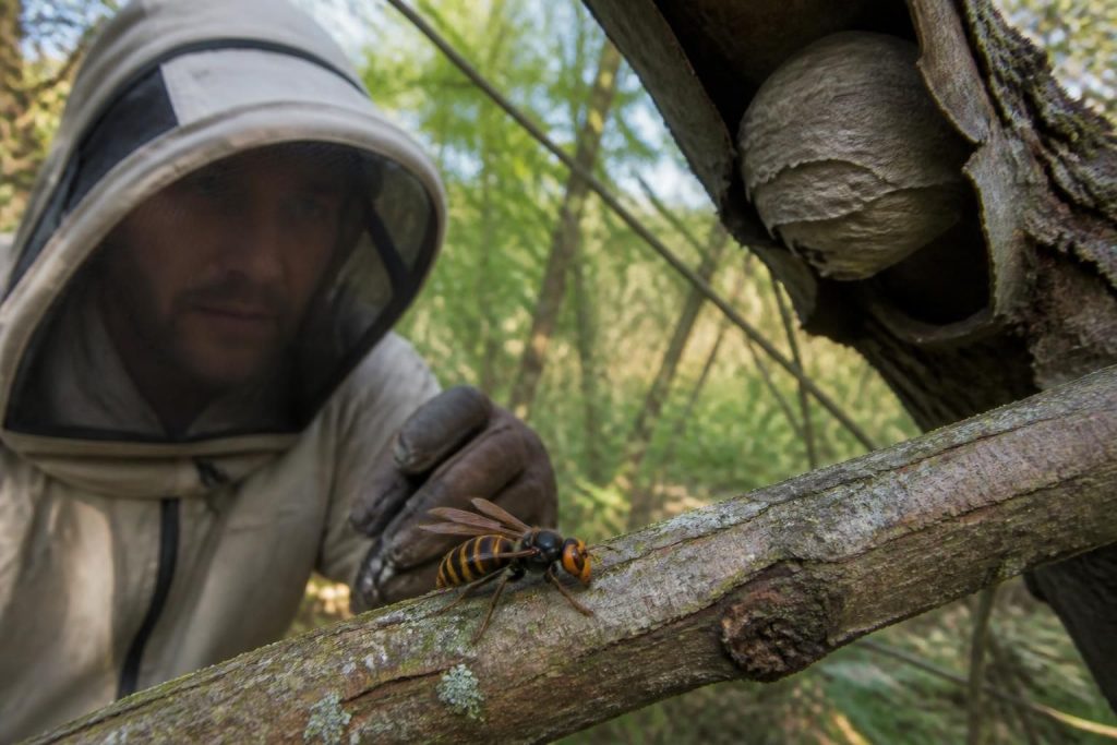 apprenez à identifier le frelon asiatique, prévenir ses piqûres et repérer son nid pour protéger votre famille et votre environnement.