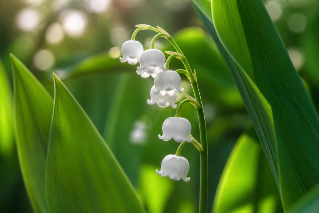 découvrez la signification du muguet porte-bonheur et le nombre traditionnel de ses clochettes pour apporter chance et bonheur.